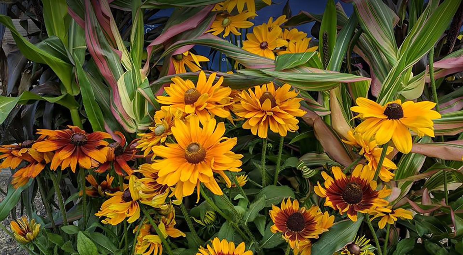 Rillito Nursery and Garden Center Tucson, AZ Trees, Plants, Supplies