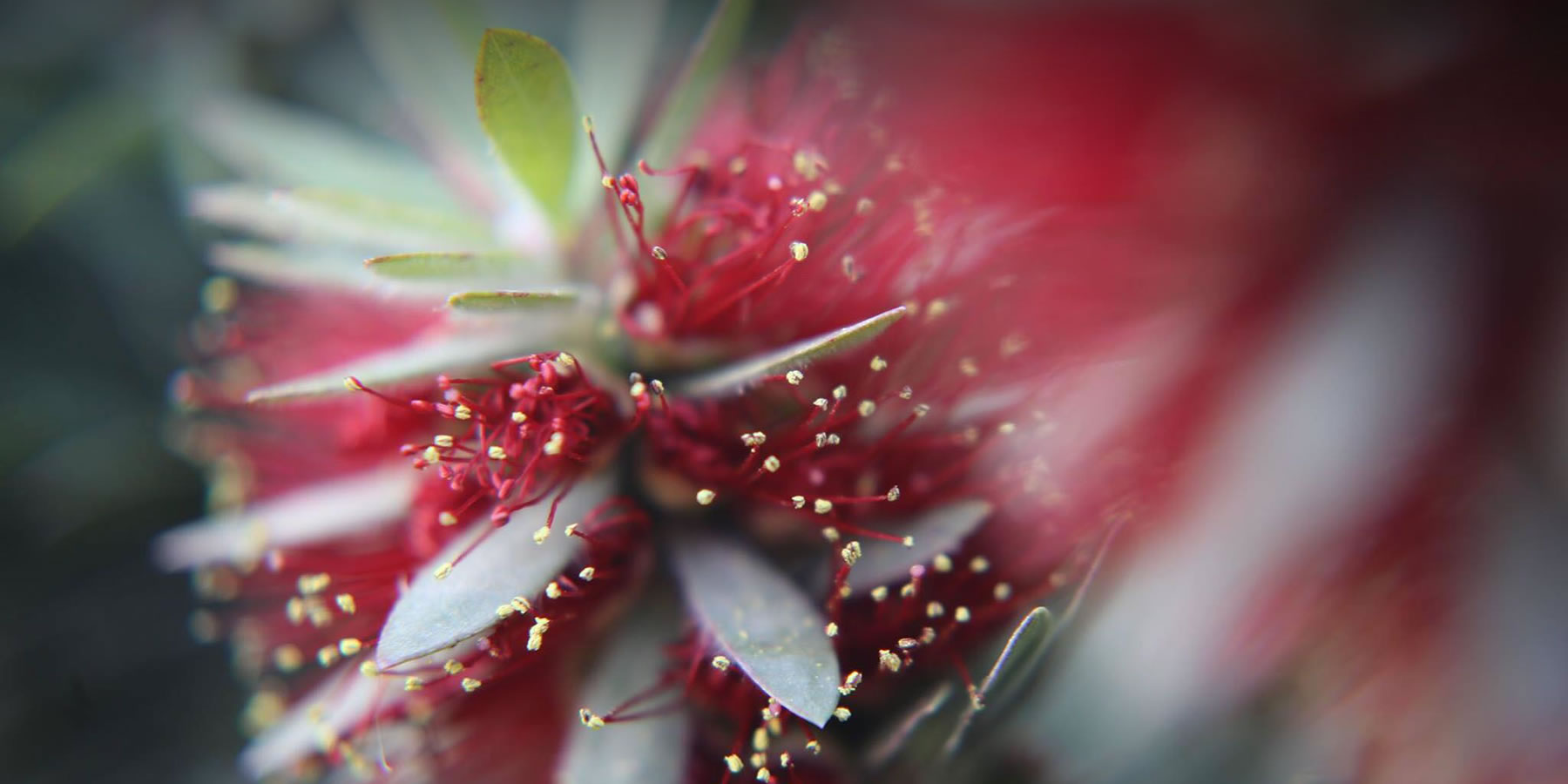Rillito Nursery and Garden Center Tucson, AZ Trees, Plants, Supplies