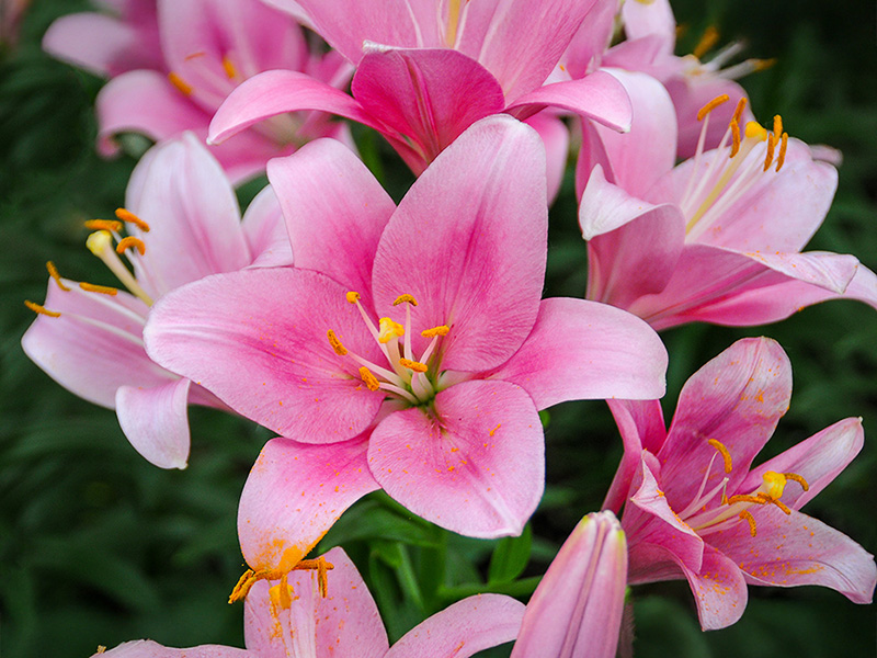 Blog Pink Lily Flowers