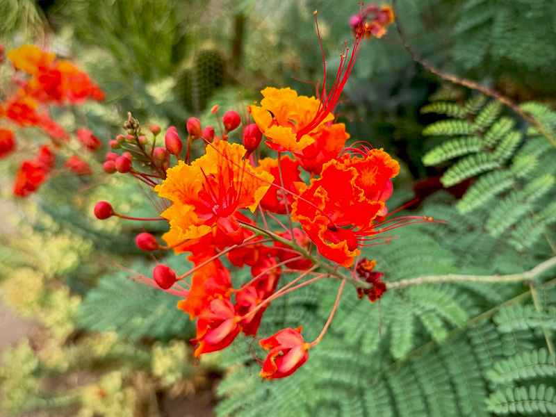 Blog August Flower