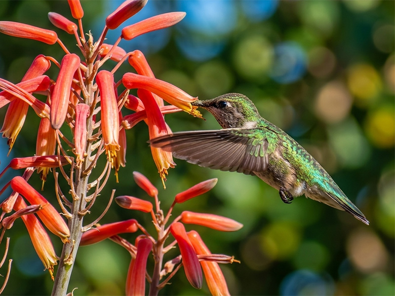 March Gardening Newsletter