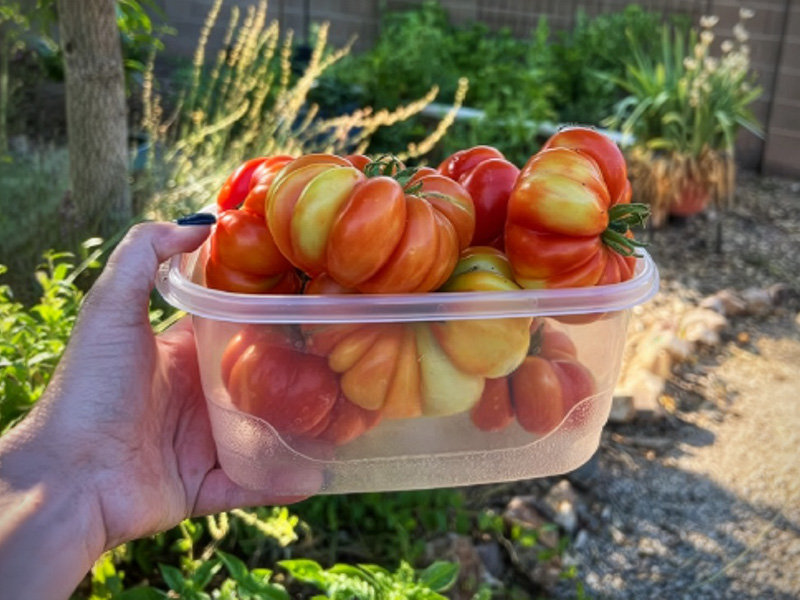 Blog Grow Tomatoes