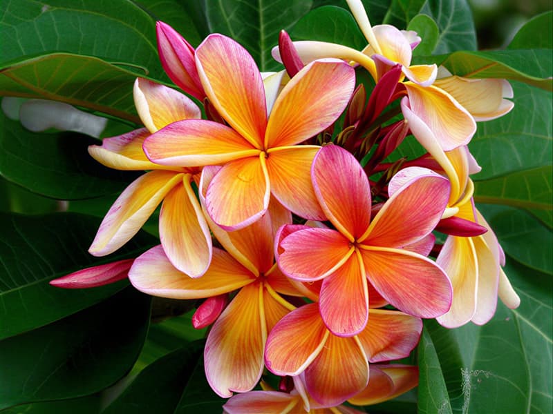 Blog Plumeria Plants