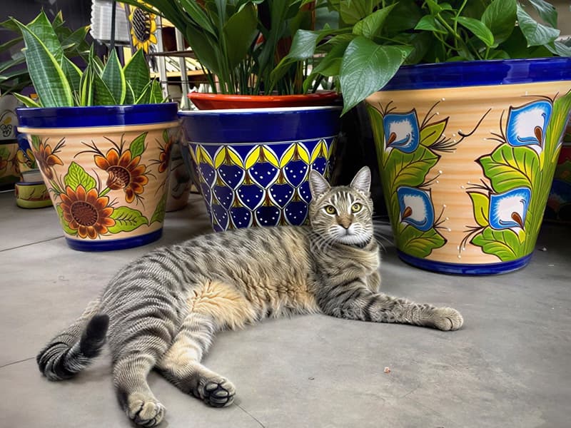 Indoor Gardening Blog